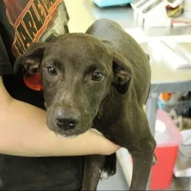 A baby large-sized female Mixed Breed dog named Epic for adoption in Munster, IN