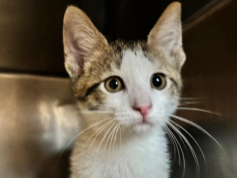 A baby small-sized male Domestic Short Hair cat named Cove for adoption in Powell, OH