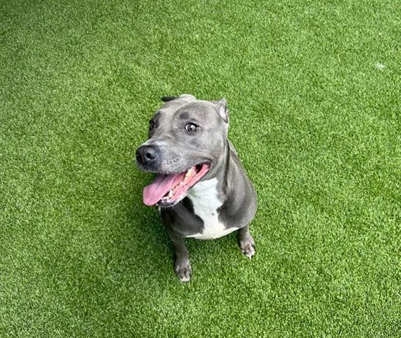 An adult medium-sized female Staffordshire Bull Terrier dog named Cherry for adoption in Garland, TX