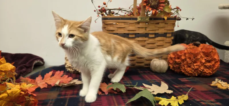 A baby medium-sized male Domestic Long Hair cat named Simbad for adoption in Hartville, OH
