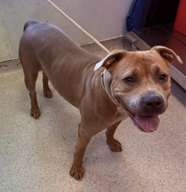 An adult large-sized female Mixed Breed dog named Sea Breeze for adoption in New York, NY