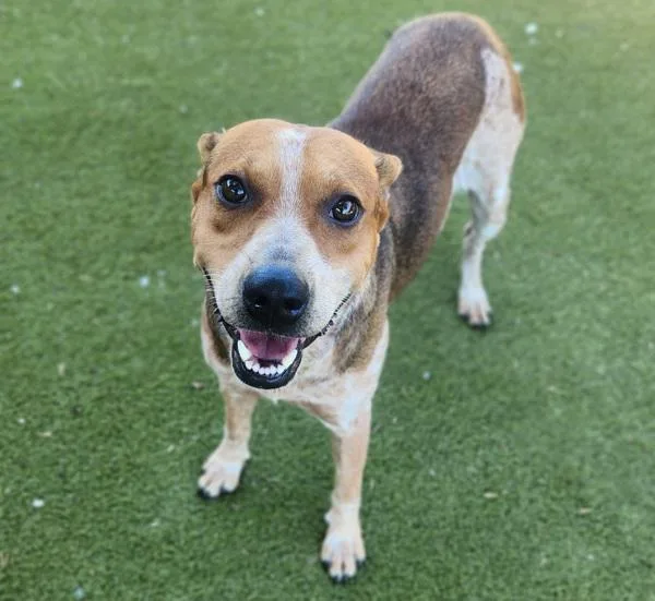 An adult large-sized female Australian Cattle Dog / Blue Heeler dog named Boots for adoption in Austin, TX
