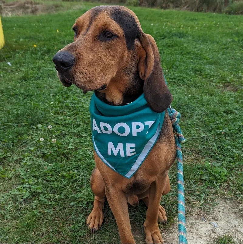 An adult large-sized male Black Hound dog named Rylo for adoption in Dover, NH