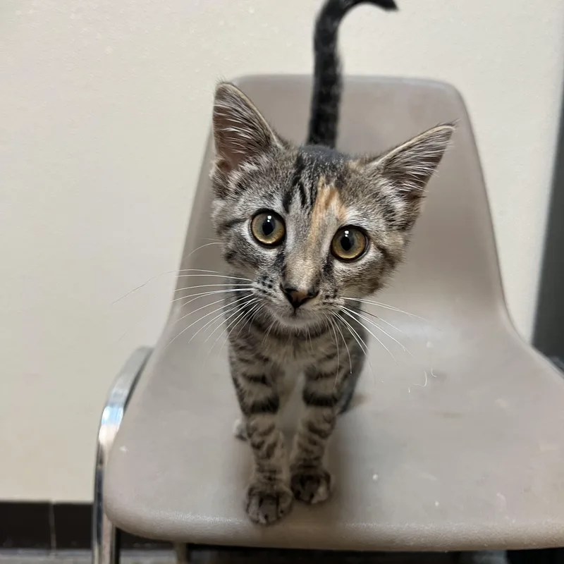 A baby medium-sized female Torbie Domestic Short Hair cat named Rue for adoption in Fairmont, MN