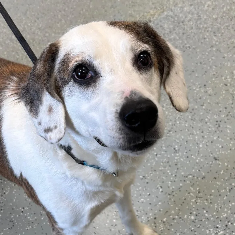 An adult medium-sized female Brindle Hound dog named Maggie for adoption in Galax, VA