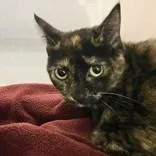 A young small-sized female Domestic Short Hair cat named Stormy for adoption in Hilliard, OH