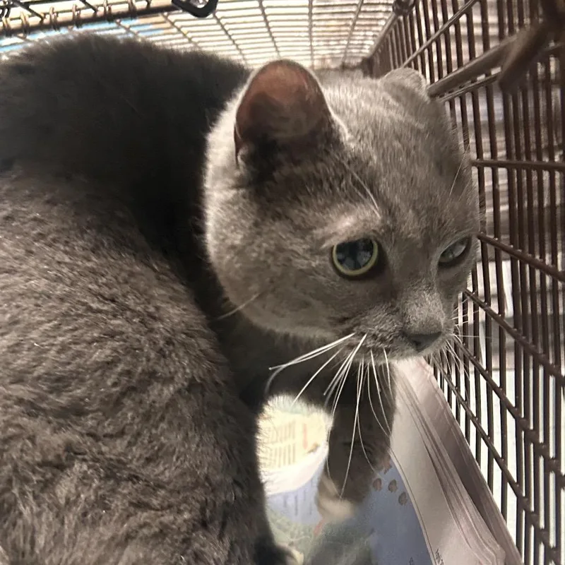 An adult small-sized female Gray / Blue / Silver Domestic Short Hair cat named Stenton for adoption in Philadelphia, PA