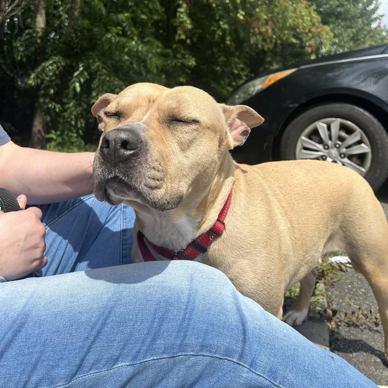 An adult medium-sized female Mixed Breed dog named Rose for adoption in Fredericksburg, VA