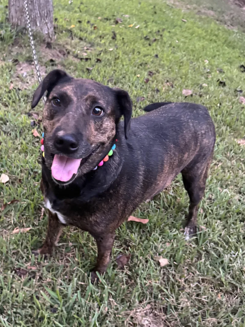 An adult medium-sized female Brindle Plott Hound dog named Jozee for adoption in Alexandria, LA