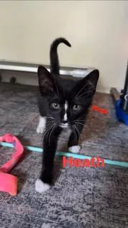 A baby medium-sized male Black & White / Tuxedo Tuxedo cat named Heath for adoption in Kenhorst, PA