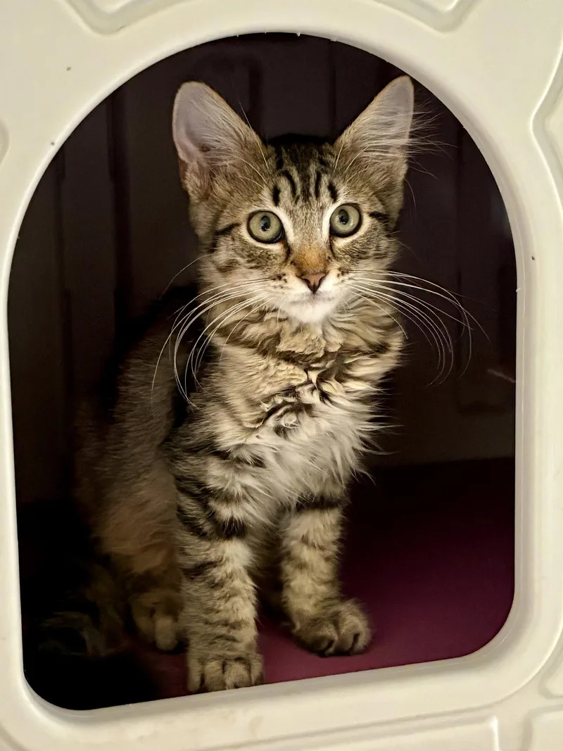A baby medium-sized male Domestic Medium Hair cat named Oak for adoption in Phoenix, AZ