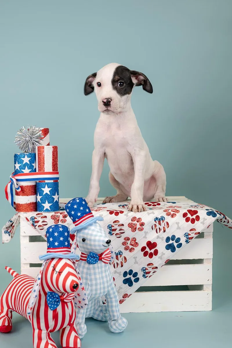A baby medium-sized male Pit Bull Terrier dog named 536-26 for adoption in Brighton, CO