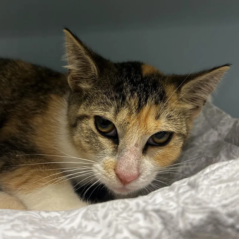 A baby medium-sized female Calico Domestic Short Hair cat named Tater Tot for adoption in Chattanooga, TN