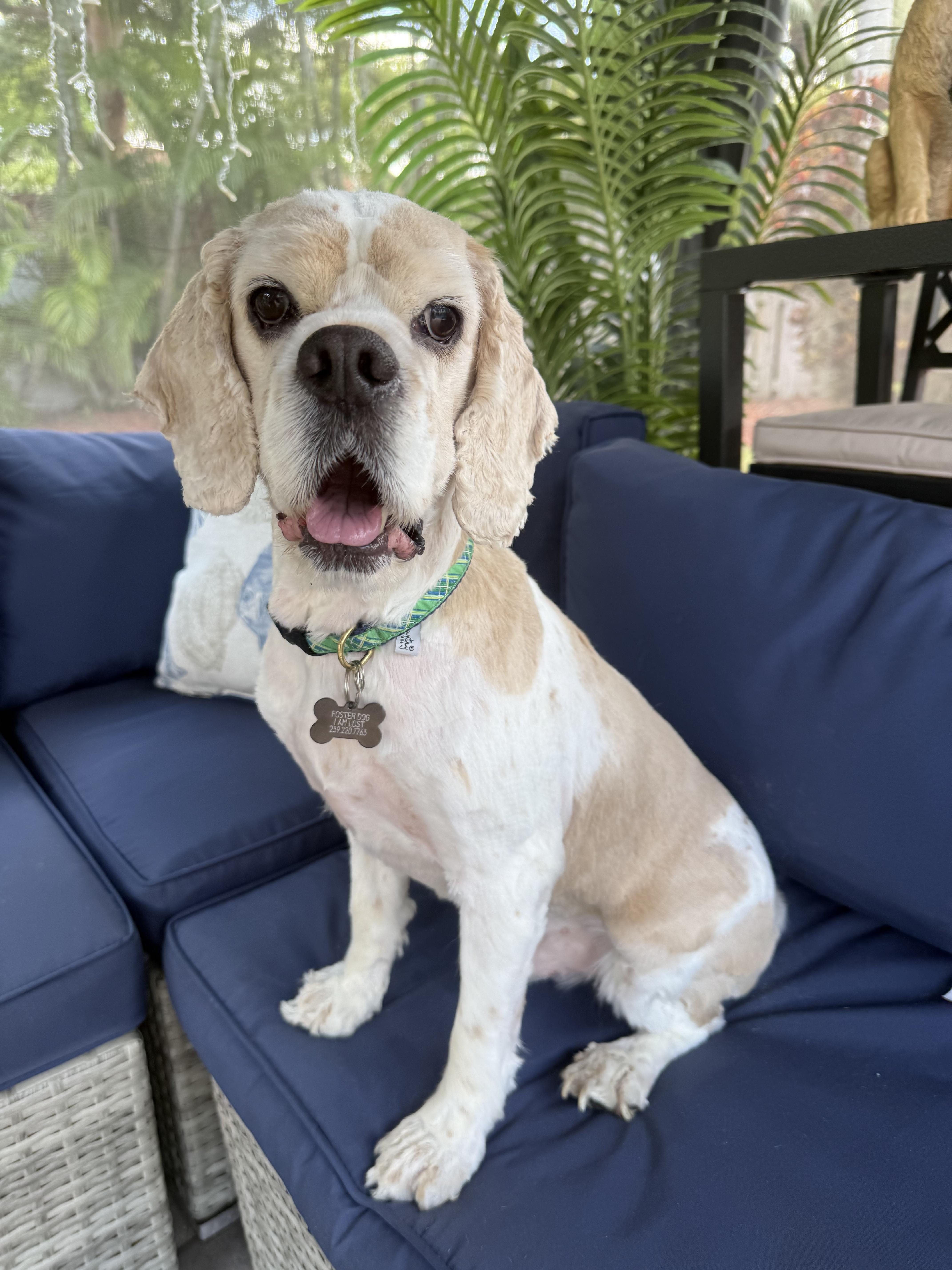 An adult medium-sized male Cocker Spaniel dog named Sage for adoption in Cape Coral, FL