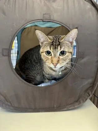 An adult medium-sized female Domestic Short Hair cat named Daislyn for adoption in Buffalo, MN