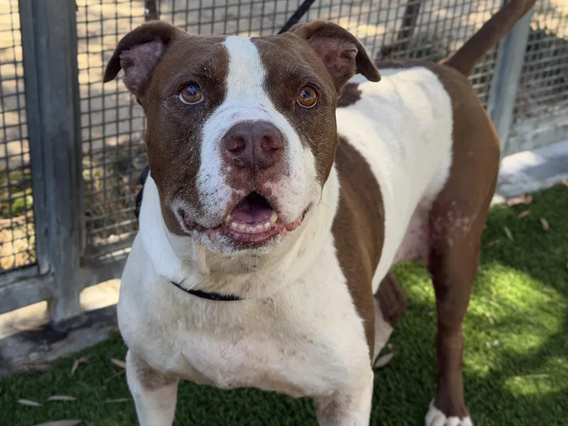 An adult extra large-sized male American Staffordshire Terrier dog named Tank for adoption in Los Angeles, CA