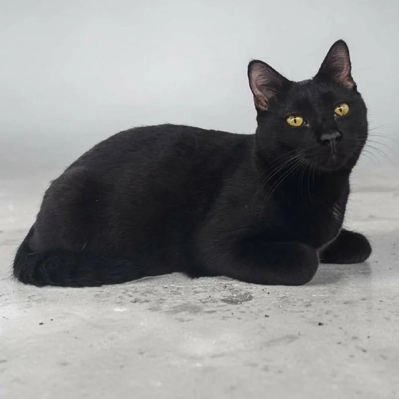 A young medium-sized male Black Domestic Short Hair cat named Mo for adoption in Santa Fe, TX