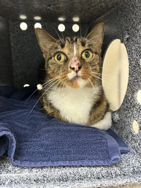 An adult medium-sized female Domestic Short Hair cat named Sylvie for adoption in Naples, FL