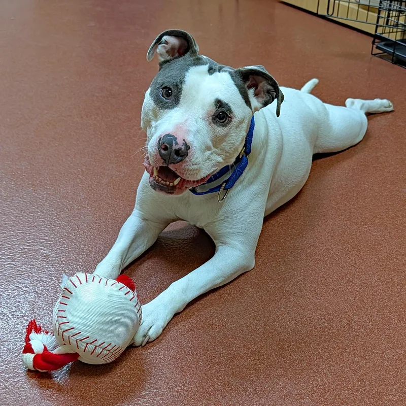 An adult medium-sized female White / Cream Pit Bull Terrier dog named Ziva for adoption in Accident, MD