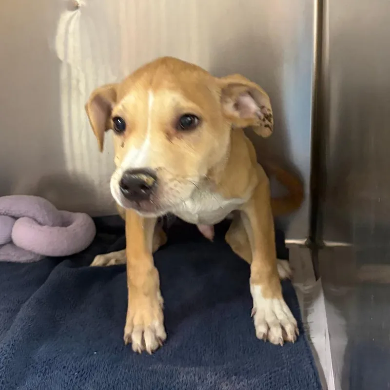 A baby small-sized male Yellow / Tan / Blond / Fawn Labrador Retriever dog named Bistro for adoption in West Point, MS