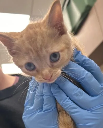 A baby small-sized female Domestic Short Hair cat named Ariel for adoption in Fishers, IN