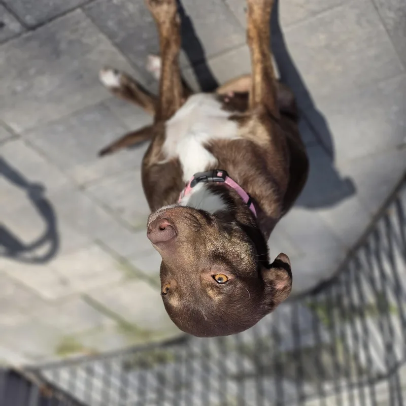 Brownie thumbnail 2