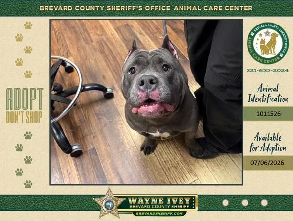 An adult medium-sized female Mixed Breed dog named Pebbles for adoption in Melbourne, FL