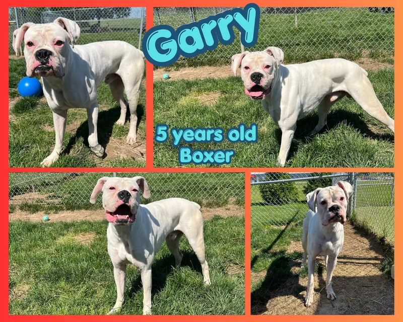 An adult medium-sized male White / Cream Boxer dog named Garry for adoption in Franklin, IN