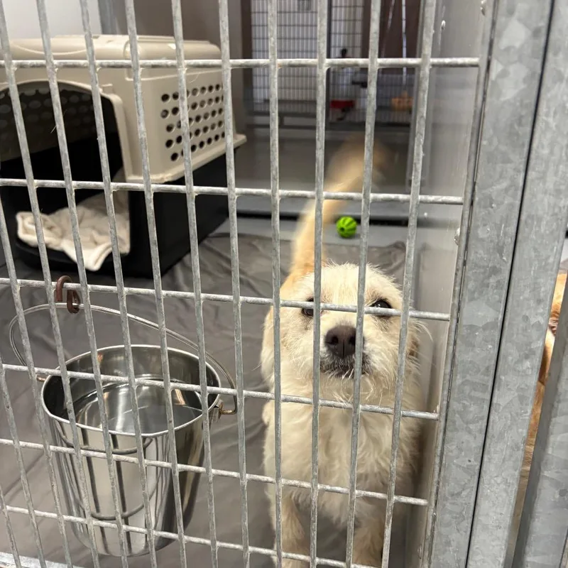 An adult small-sized male Yellow / Tan / Blond / Fawn Wirehaired Terrier dog named Romaine for adoption in Incline Village, NV