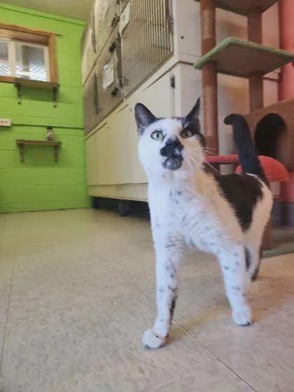 An adult medium-sized male Domestic Short Hair cat named Patchwork for adoption in Scottsbluff, NE