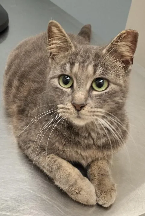 A young medium-sized female Domestic Short Hair cat named Heather Shot by BB for adoption in Spring Branch, TX