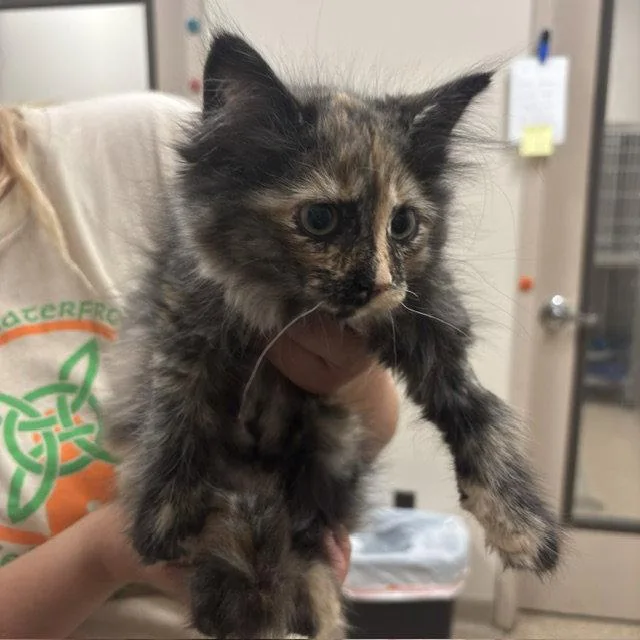 A baby small-sized female Domestic Medium Hair cat named Honeybee for adoption in Holland, MI