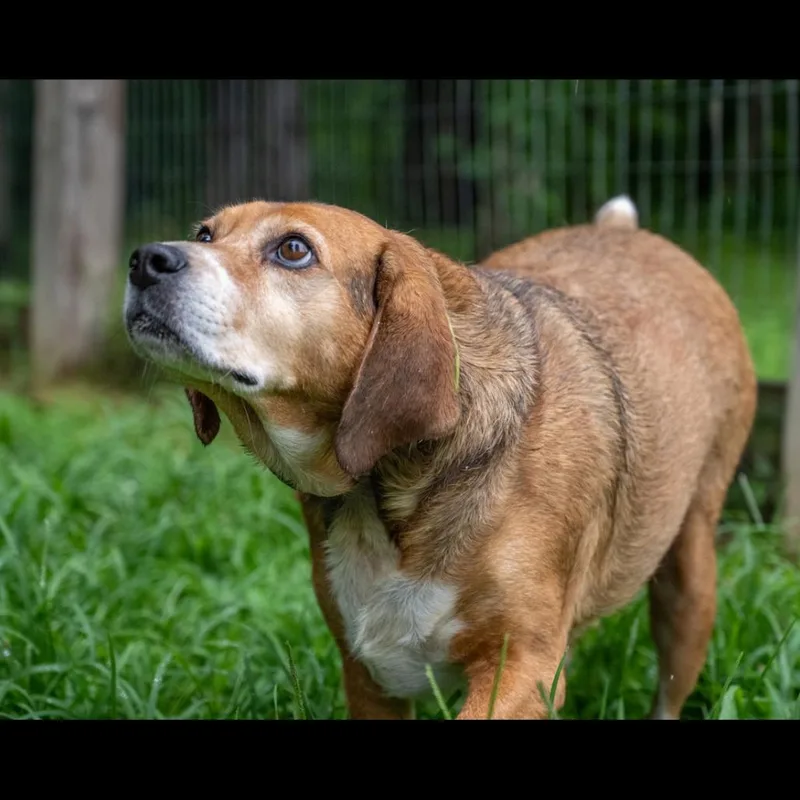 An adult medium-sized male Red / Chestnut / Orange Beagle dog named Chance for adoption in Centerville, TN