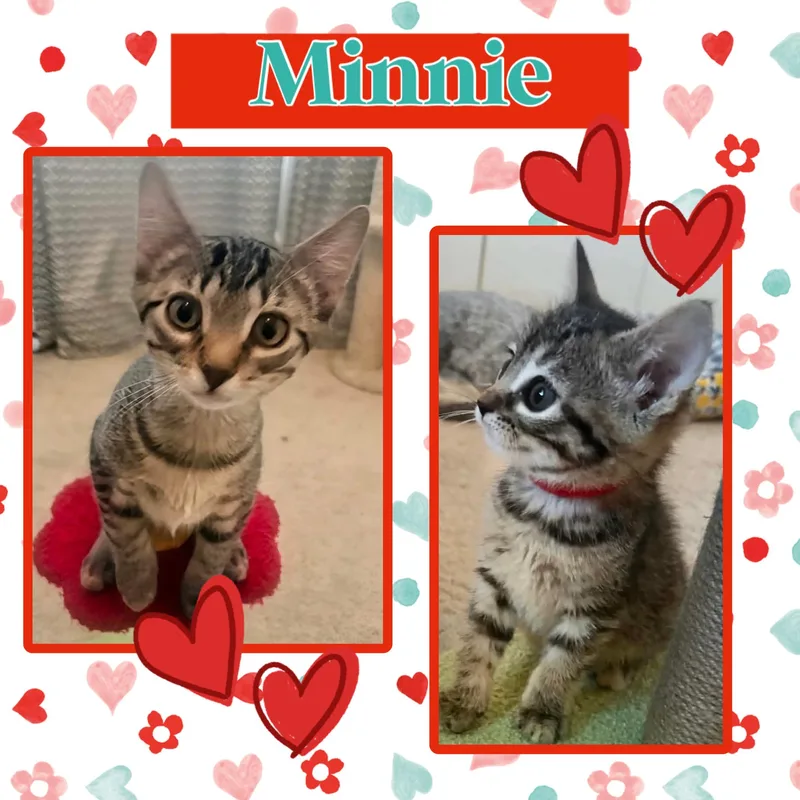 A young small-sized female Tabby (Gray / Blue / Silver) Domestic Short Hair cat named Minnie for adoption in Kearney, NE
