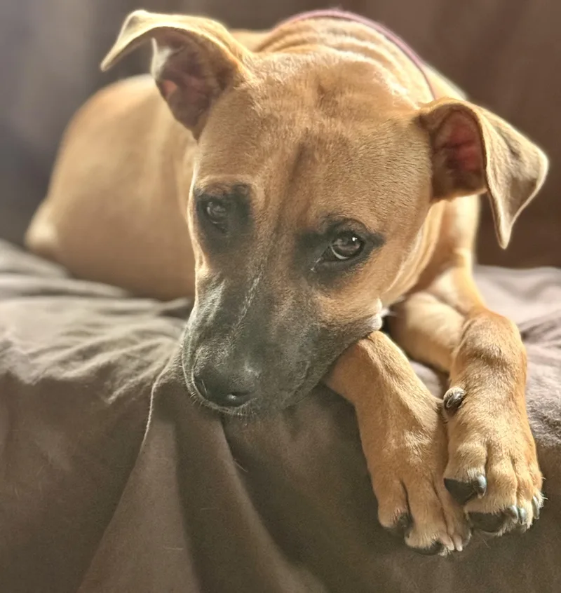 Scarlett thumbnail 2