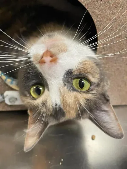 An adult large-sized female Domestic Short Hair cat named Peanut for adoption in Stillwater, OK