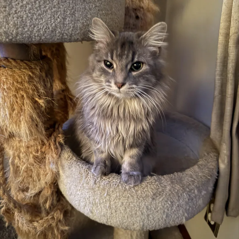A young large-sized male Domestic Medium Hair cat named Cheeto for adoption in Avonmore, PA