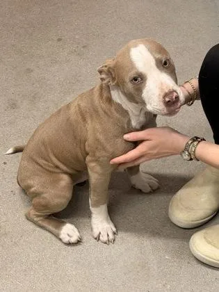A baby small-sized female Mixed Breed dog named Chicken for adoption in West Chester, PA