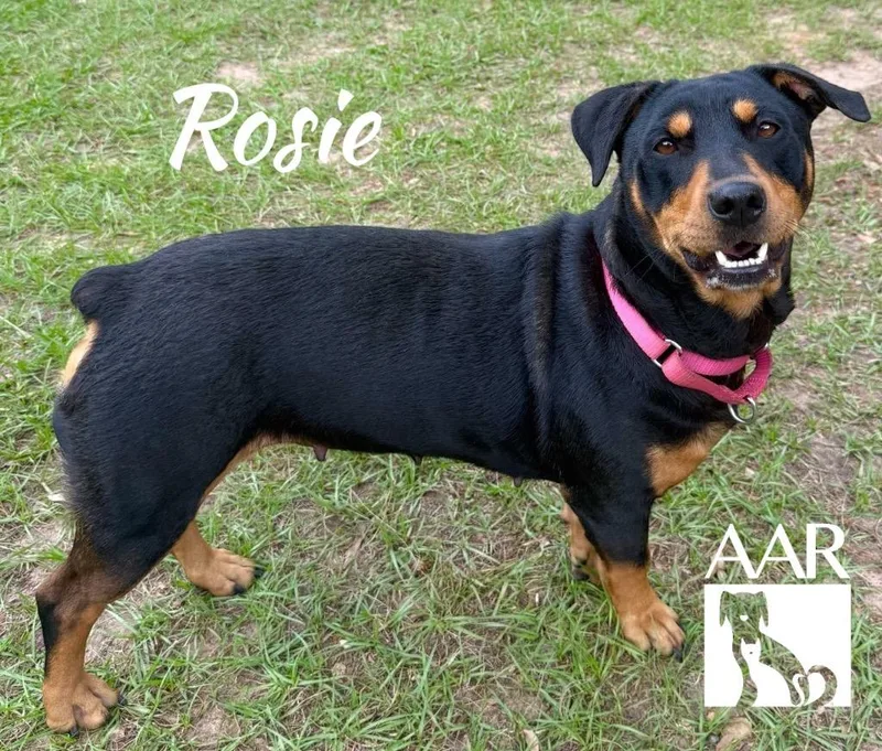 An adult medium-sized female Rottweiler dog named Rosie for adoption in Magnolia, TX