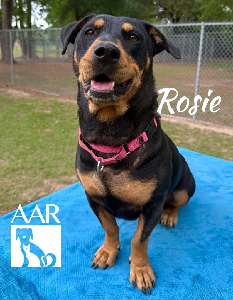 Rosie thumbnail 2