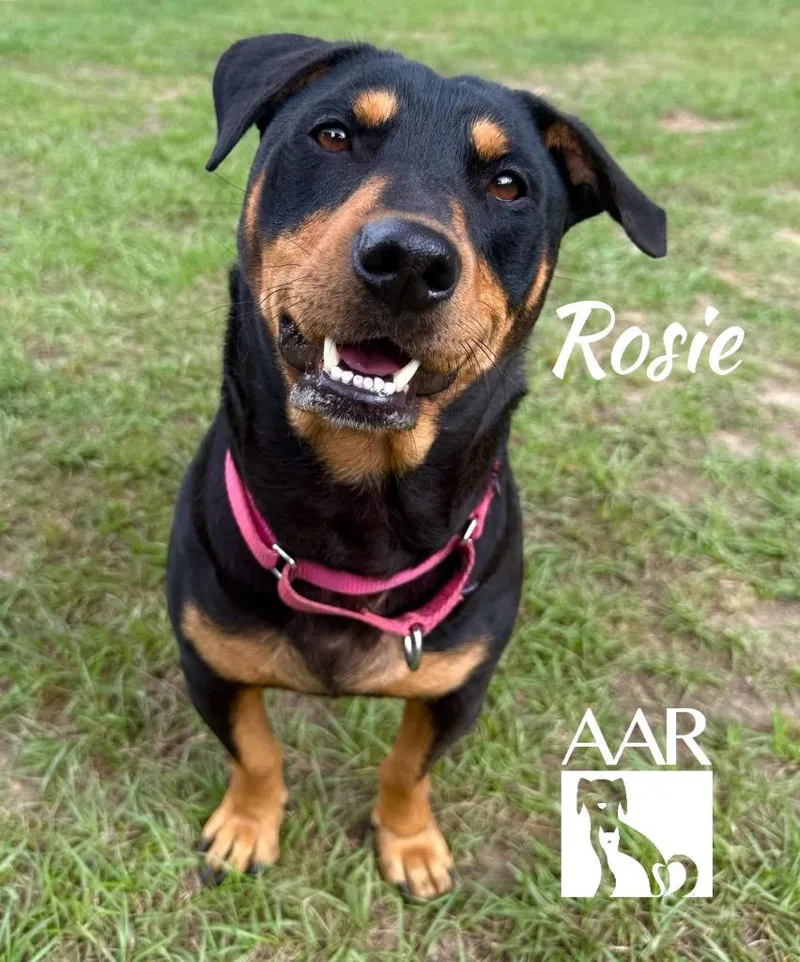 Rosie thumbnail 3