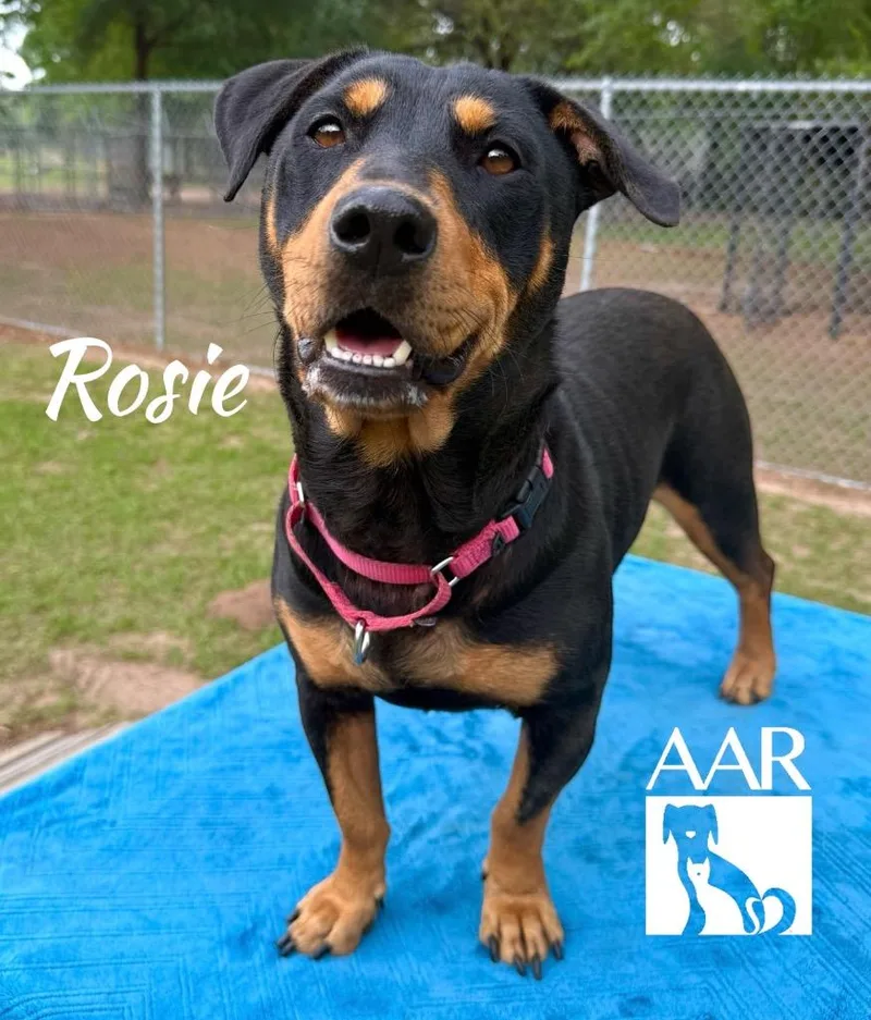 Rosie thumbnail 4