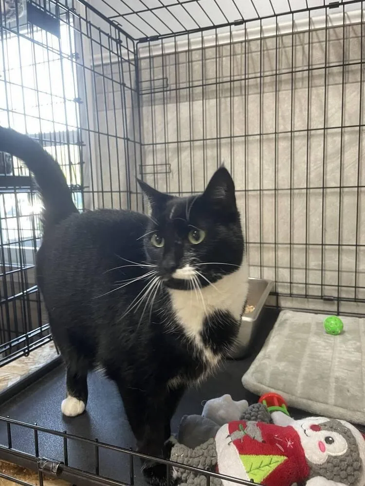 An adult medium-sized female Black & White / Tuxedo Domestic Short Hair cat named Belle for adoption in Greene, NY