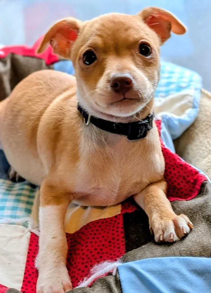 A baby small-sized male Miniature Pinscher dog named Sheldon for adoption in St. Augustine, FL