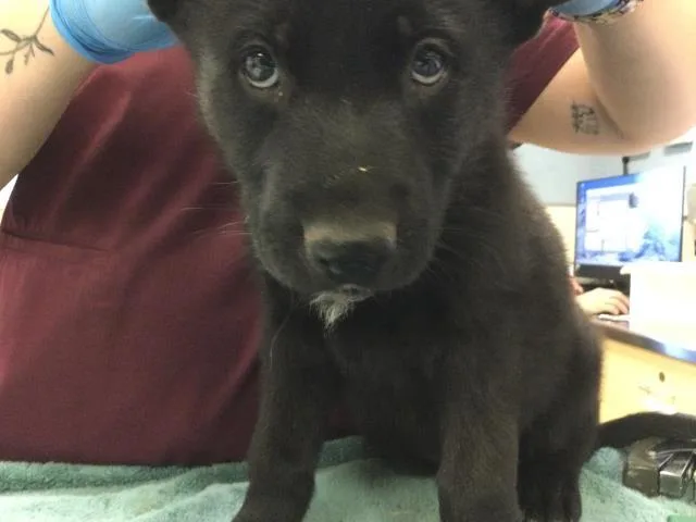A baby small-sized female Shepherd dog named Beetle for adoption in Riverside, CA
