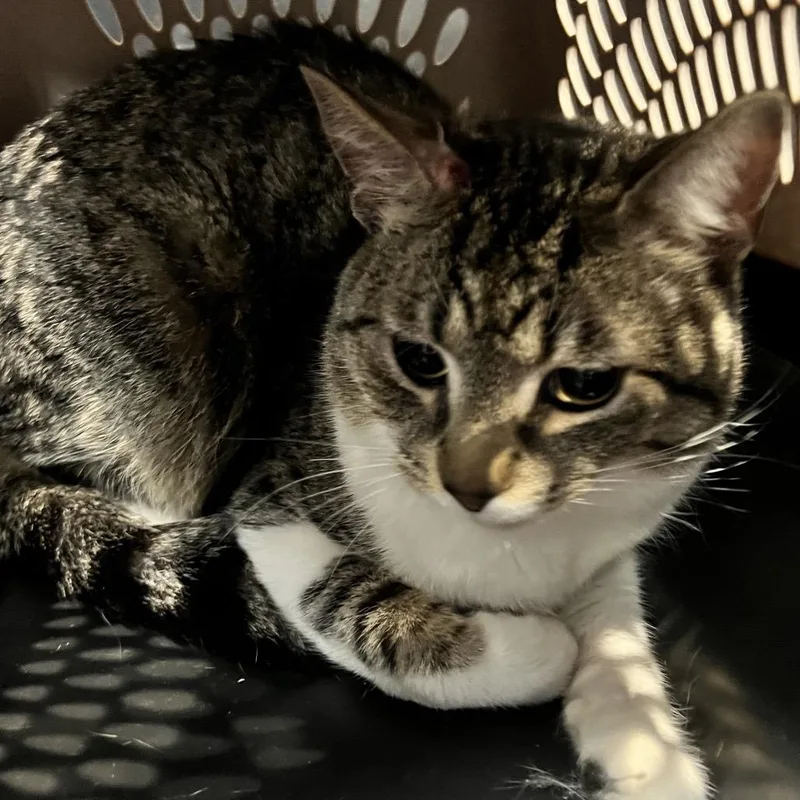 An adult medium-sized male Brown / Chocolate Domestic Short Hair cat named Arthur for adoption in Allentown, PA