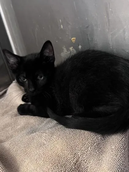 A baby small-sized male Domestic Short Hair cat named Axel for adoption in Houston, TX
