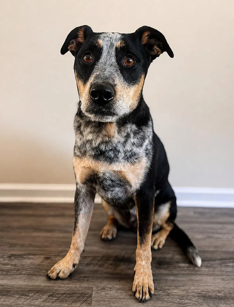 A young medium-sized male Australian Cattle Dog / Blue Heeler dog named Andrew for adoption in Littleton, CO