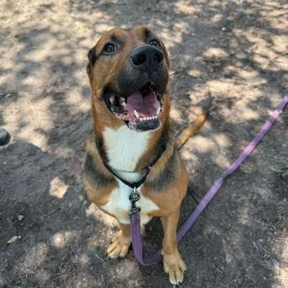 A young large-sized male Brown / Chocolate Mixed Breed dog named Wyatt for adoption in Fernandina Beach, FL