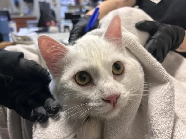 An adult medium-sized male Domestic Short Hair cat named Chip for adoption in Oceanside, CA